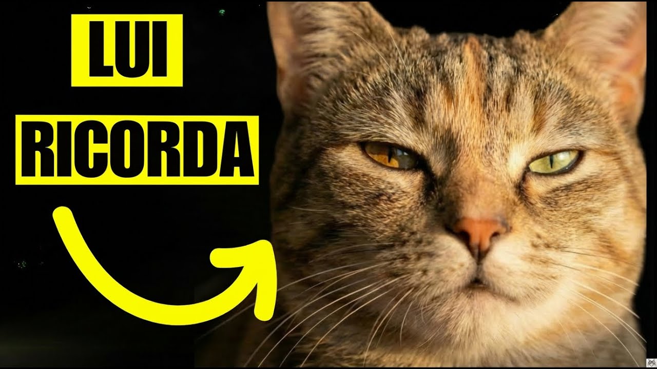 3 RICORDI che il Tuo Gatto NON Dimenticherà MAI (Preparati a Piangere)