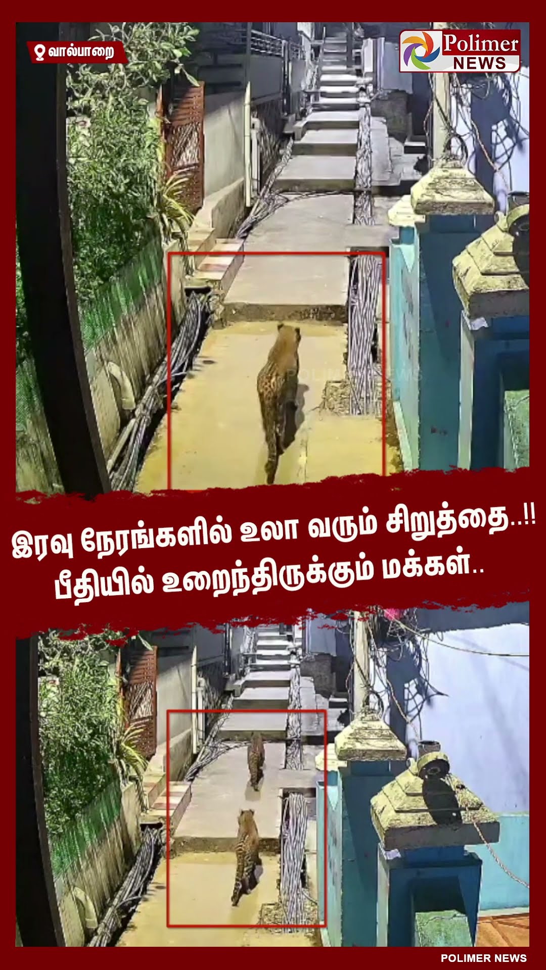 இரவு நேரங்களில் உலா வரும் சிறுத்தை..!! பீதியில் உறைந்திருக்கும் மக்கள்.. #shorts