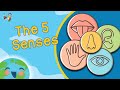 Understanding the Five Senses
