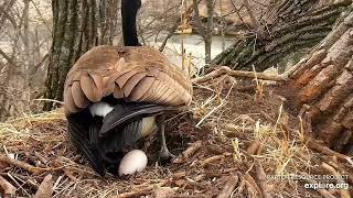 Goose lays egg at Decorah Eagles nest EXPLORE org 2023 03 21