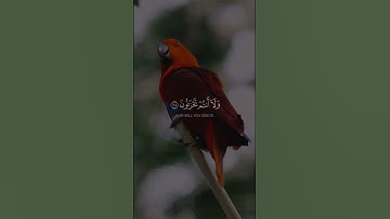 📿🤲🏻🌺أذكروا الله يذكركم📖الأخلاء يومئذ بعضهم لبعض عدو إلا المتقين💫🌼📖سورة الزخرف💫|الآية {67}|