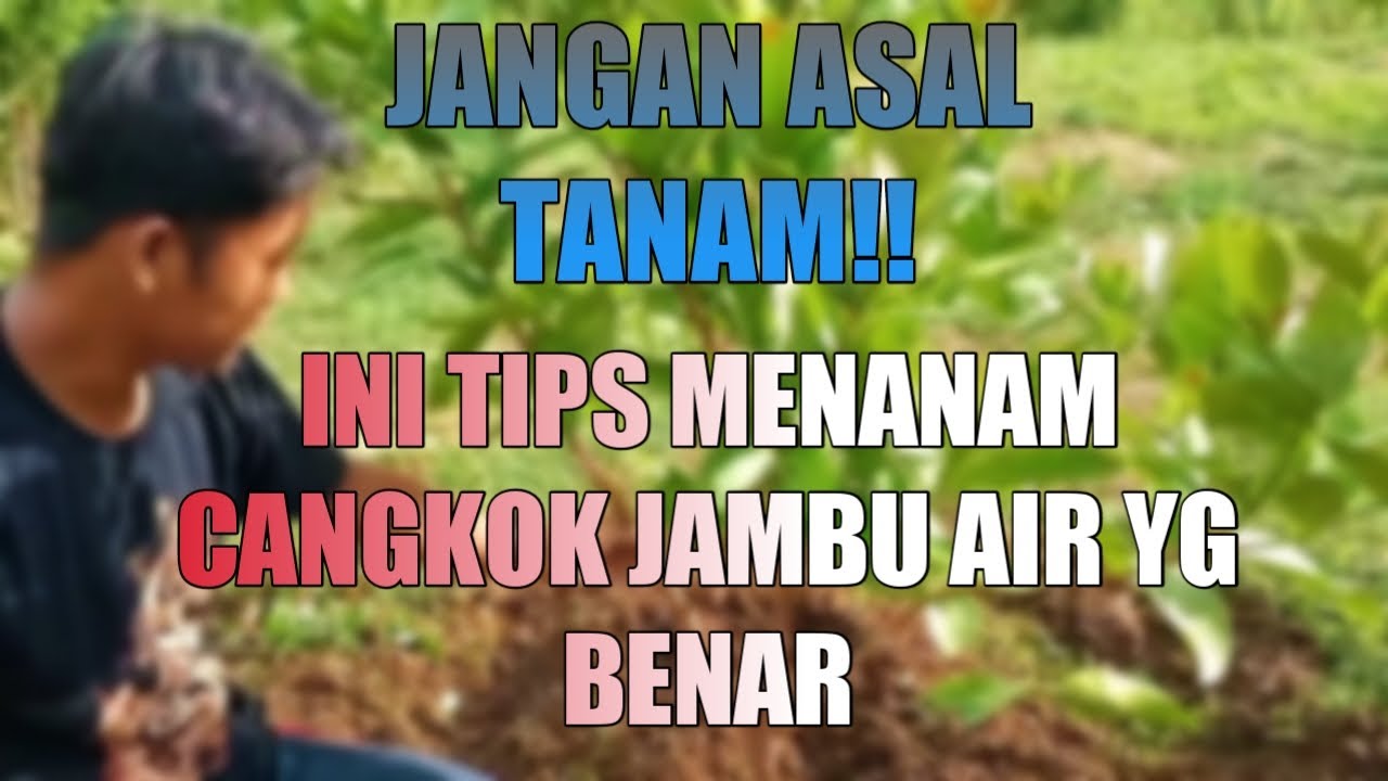 cara menanam bibit jambu air dari cangkokan yg benar