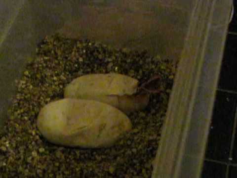 Ball python baby yawning