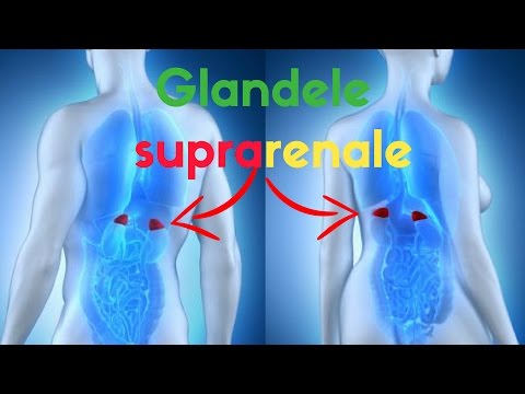 Video: Cancerul Glandei Suprarenale (feocromocitom) La Pisici