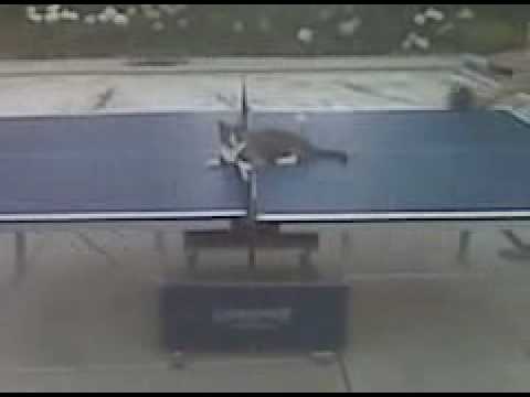 Emily's Cat "IN" a ping pong game