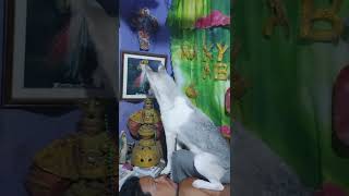 SIBERIAN HUSKY IN SILENT PRAYER| Wakyrie Abs by Wakyrie Abs 118 views 2 years ago 1 minute, 25 seconds