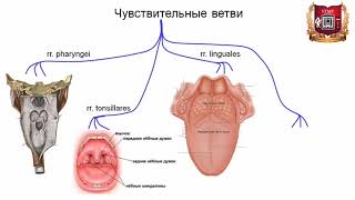 Языкоглоточный нерв