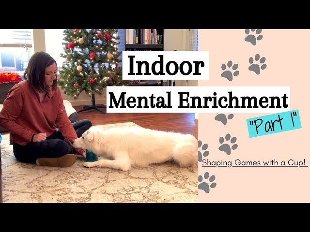 Chronicles of a Dog Trainer: Mental Stimulation & Enrichment: What is it  anyway & why?!