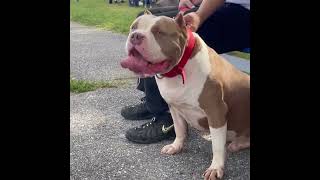 Our XL Bully at the (Maryland) Meet & Greet #bullies #bulldog #outfit #cooking #dogs #design