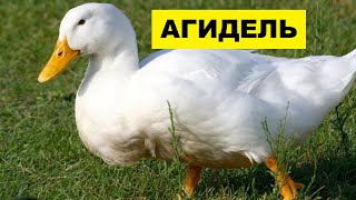 Разведение уток Агидель как бизнес идея | Утка Агидель