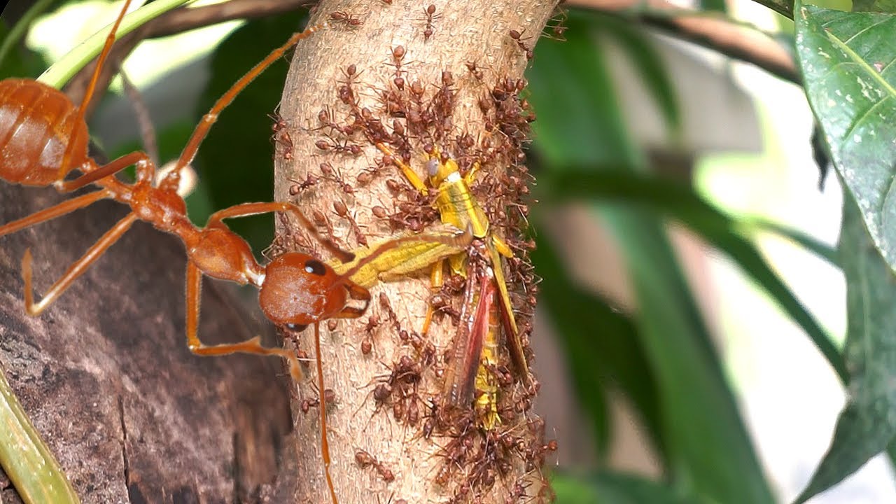 Weaver Ants vs Grasshopper | Ants Hunting Prey