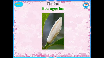 K1 TẬP ĐỌC  HOA NGỌC LAN  TUẦN 27