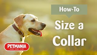 How to Size a Collar for your Dog