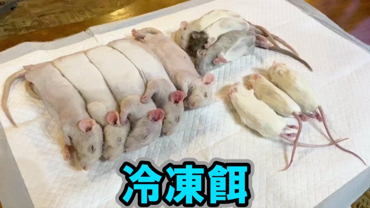 お使いの冷凍餌…大丈夫⁈ - YouTube