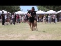Dog Training at Pet-a-Palooza | SitMeansSit.com Dog Training at Pet-a-Palooza | SitMeansSit.com