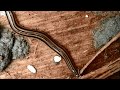 Planárias-terrestres/Land flatworms (Geoplanidae)