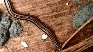 Planárias-terrestres/Land flatworms (Geoplanidae)