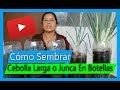 Cómo Sembrar Cebolla Larga O Junca en botellas plásticas En casa (Cebollas por siempre)