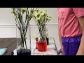 Color Changing Flowers Easy DIY Science Experiments for kids!