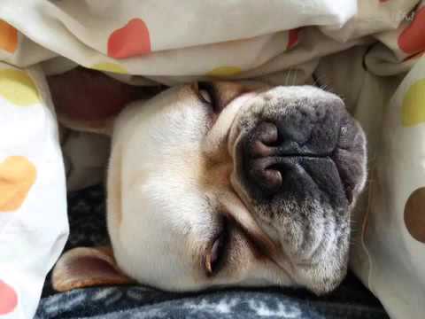 わが輩は、犬 まるver.