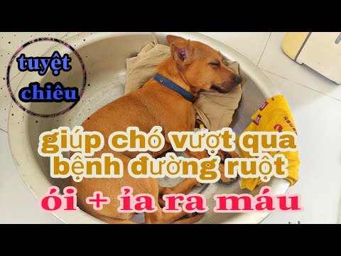 Video: 4 lý do tại sao chó lại siêu sau khi tắm