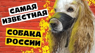 ТОП1 опасных спаниелей мира. Его знают все! Приводим в порядок.