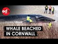 Dead Whale Washes Up on Beach in Cornwall