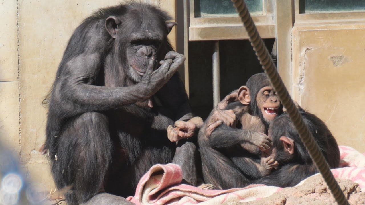 Plum and Shijimi's play is soft Tama Zoo Chimpanzee 202310 - YouTube