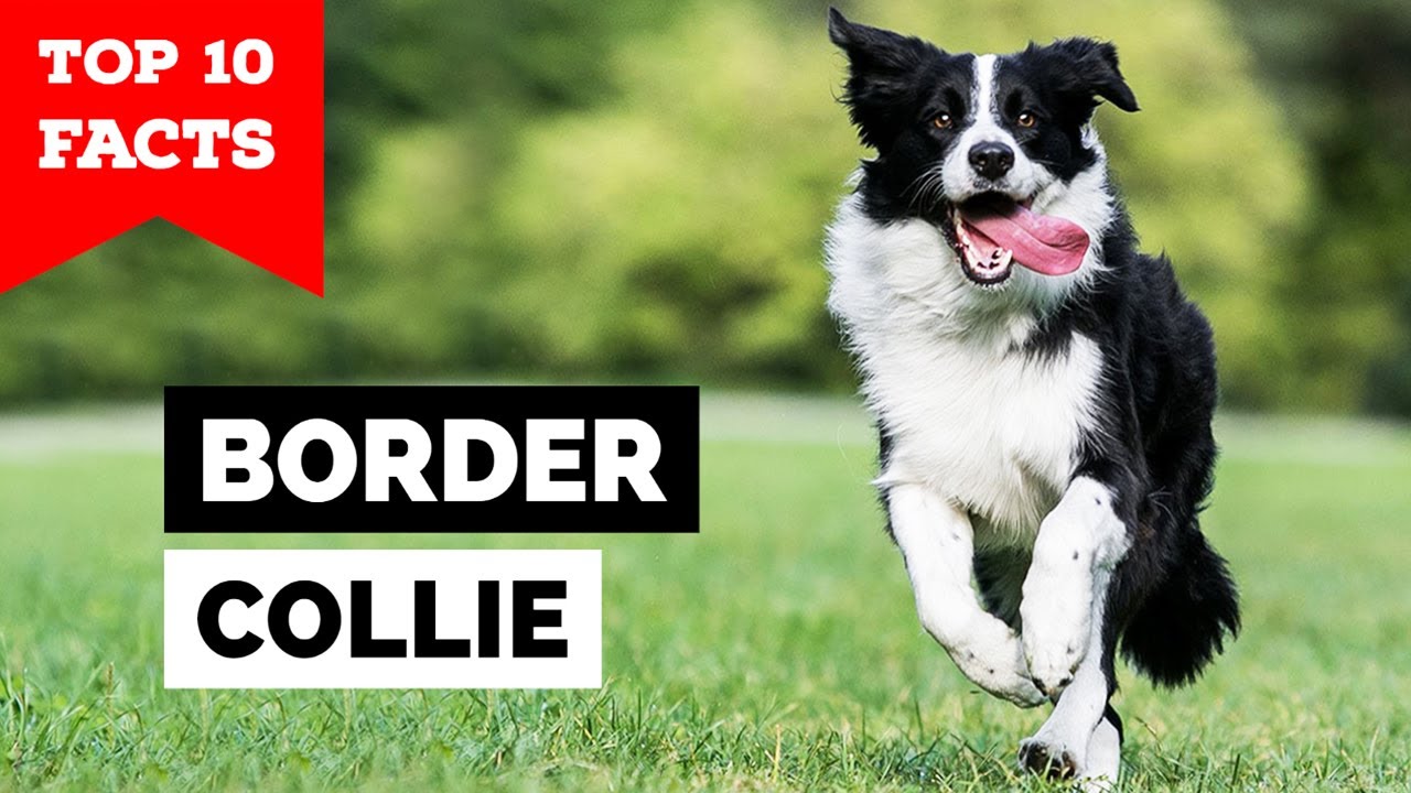 Border collie, Description, Temperament, & Facts