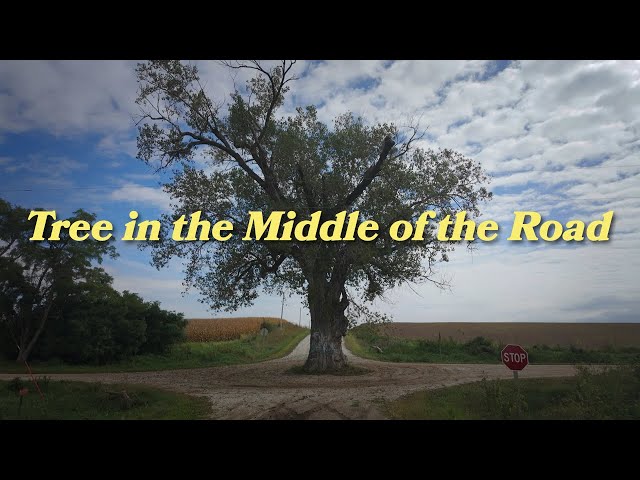 Iowa Tree In The Road