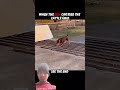 #Dog Struggles...But the Cat Crosses Like a Pro...