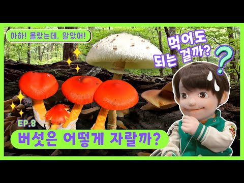 딩동댕유치원 - 버섯은 어떻게 자랄까?