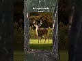 man I heard this so much last season! #bigbucks #deerhunting #gamesearch