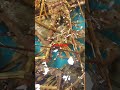 Lobster Be Like Lobster Be Like