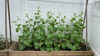 Cantaloupe 1 以色列哈密瓜 香瓜