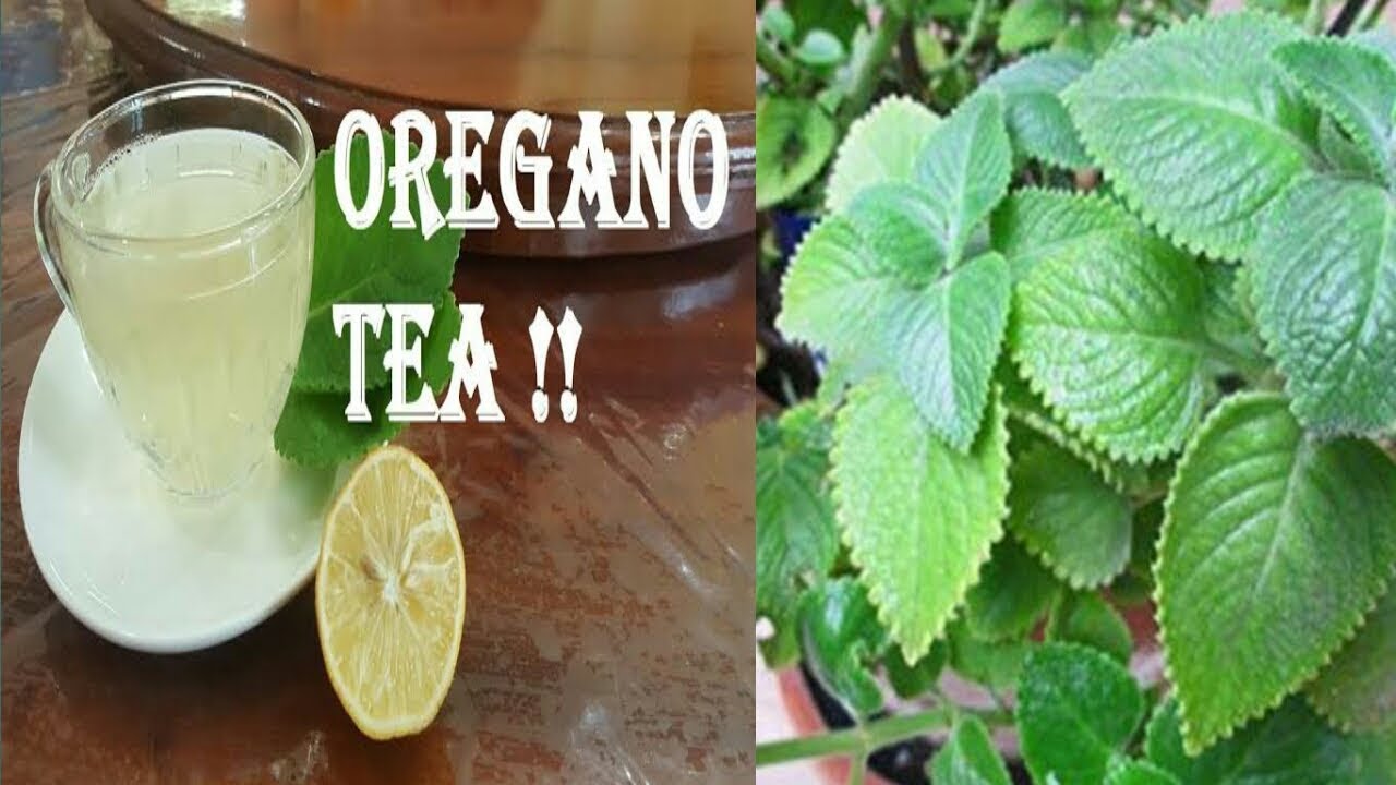 Should You Be Drinking Oregano Tea?Dont Click.....https//bit.ly