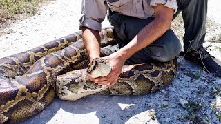 Celebrity Ambush Predators: How Alligators, Pythons and Moray Eels Dominate the Hunt Profile