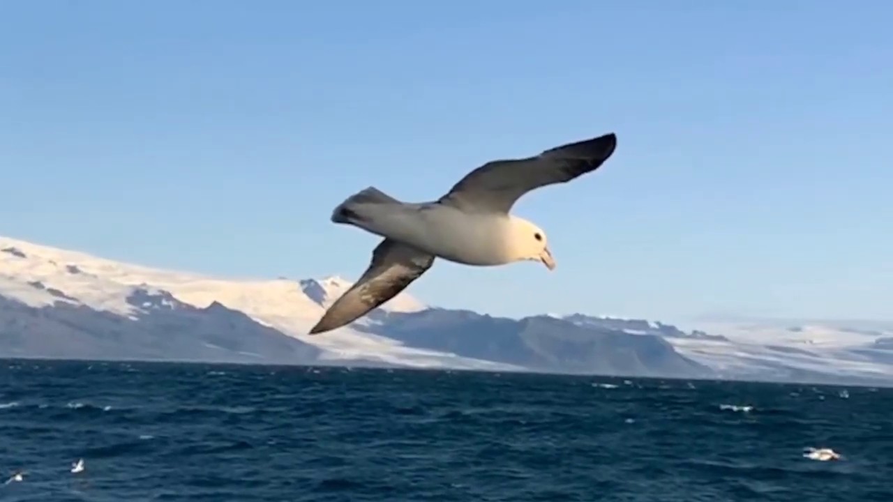 Sailing From Reykjavik to Faroe Isl.