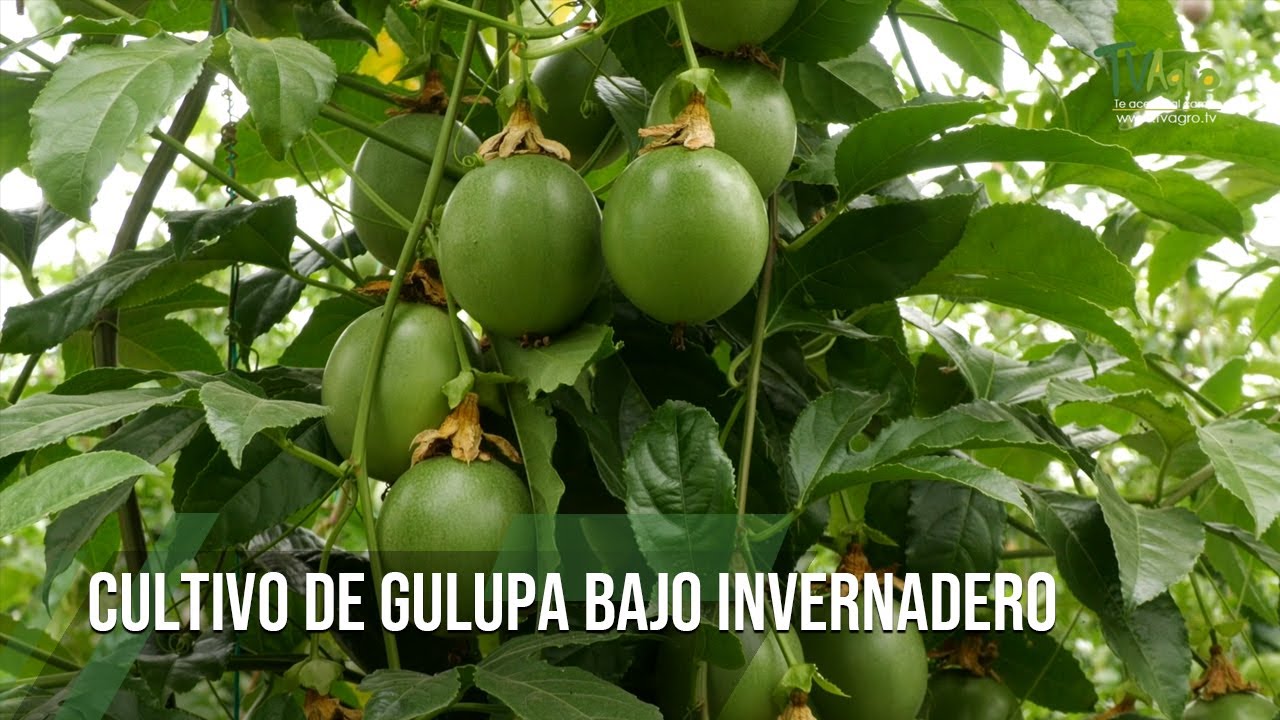 CULTIVO DE GULUPA bajo invernadero - TvAgro por Juan Gonzalo Angel Restrepo
