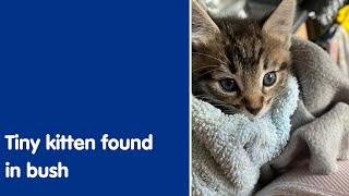 Tiny kitten found in bush