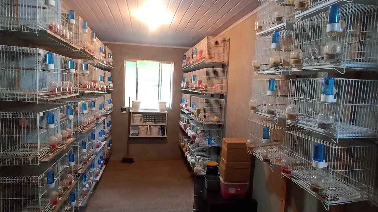 Vejam como está o canaril, domingão 01/03/2026 #canarilguimaraessf #arlequimportugues 