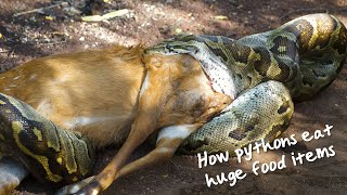 How do pythons eat huge food items?