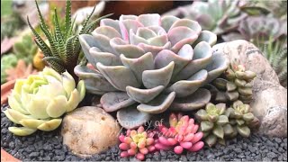 Simple Succulent Arrangement