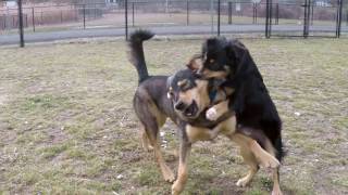 Bailey &amp; Bo 2.27.17 at Danbury Dog Park Shot in 120fps