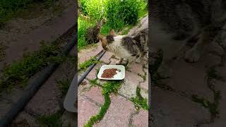 Hareket Etti🤲😻