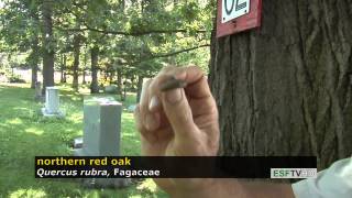 Trees with Don Leopold - northern red oak