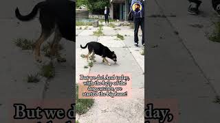 We keep spaying and neutering stray dogs and got six today!