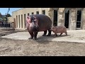 旭子お母さんにぴっとり♪初めてお外に出るカバの赤ちゃん【旭山動物園】Baby Hippo's first step to the outside world!
