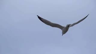 أوكا وأورتيجا وأحمد شيبه إمتى 2020  Oka We Ortiga   Ahmed  Shebah   Emta