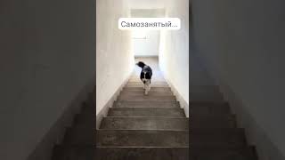 Cамозанятый